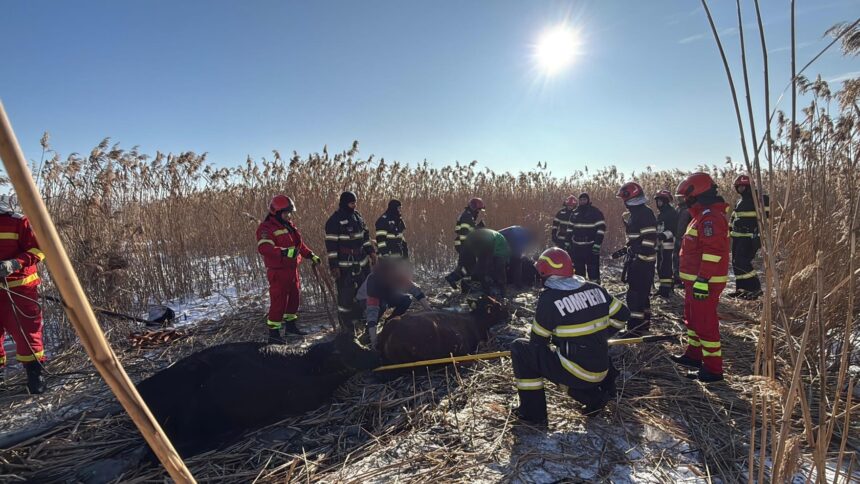 suceava 23 de vaci au cazut intr un iaz pompierii intervin 69637d6c7b2ff