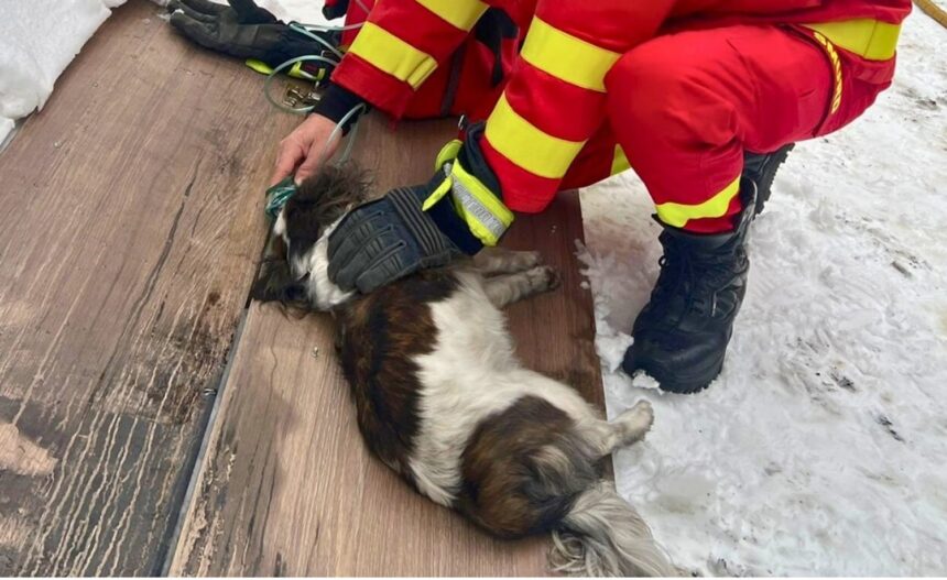 un suflet nevinovat salvat din incendiu pompierii din bistrita nasaud au resuscitat un catel cu oxigen 696921640d8b9