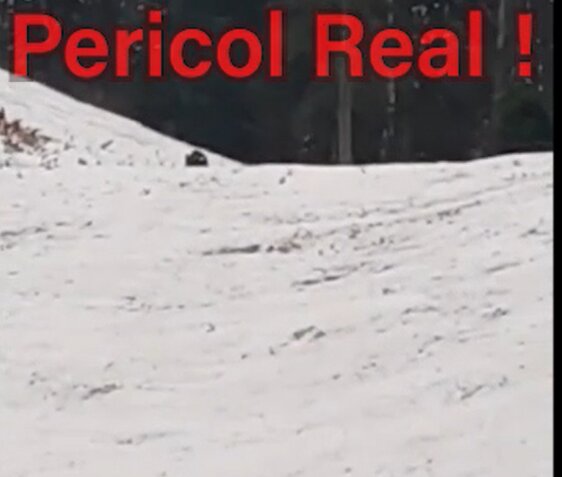 atentie turisti ursi pe partia de schi 698485b808214