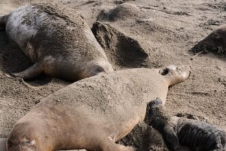 bird flu kills dozens of elephant seal pups at california state park 69a0c9a31ecc7