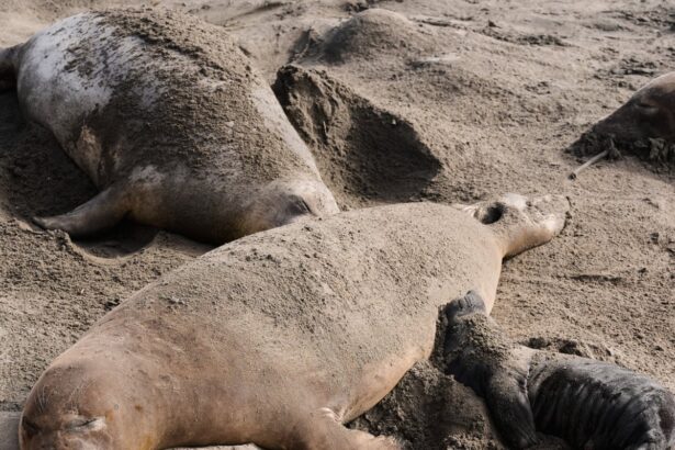 bird flu kills dozens of elephant seal pups at california state park 69a0c9a31ecc7