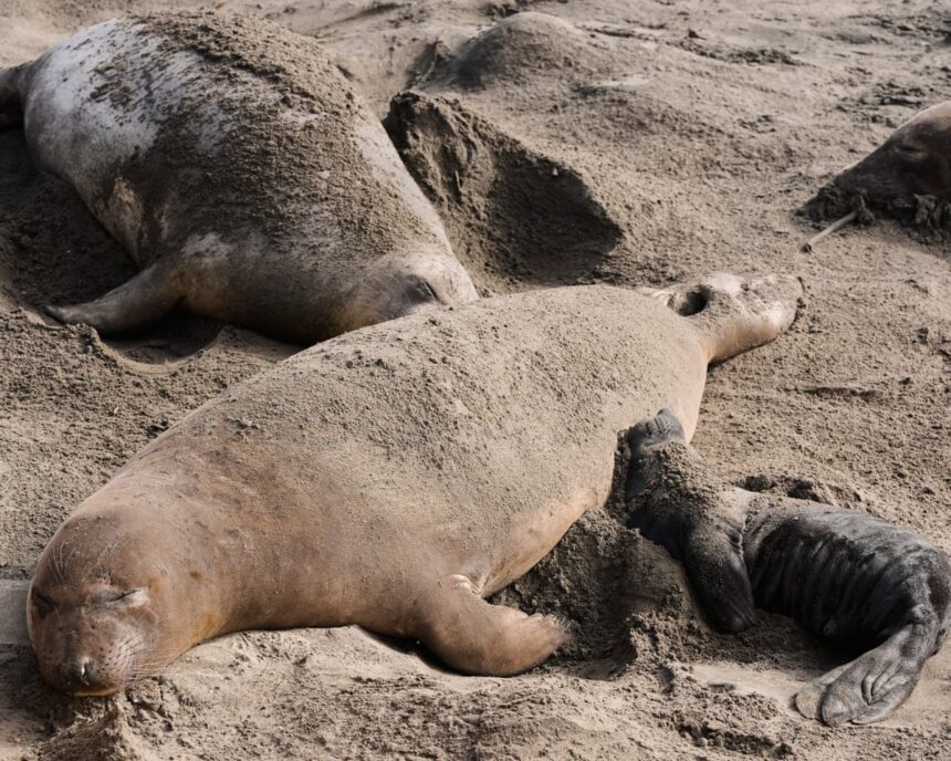 bird flu kills dozens of elephant seal pups at california state park 69a0c9a31ecc7