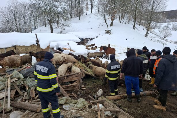 buzau saivan prabusit peste animale din cauza nametilor mai multe animale au murit 6995d71b073ff