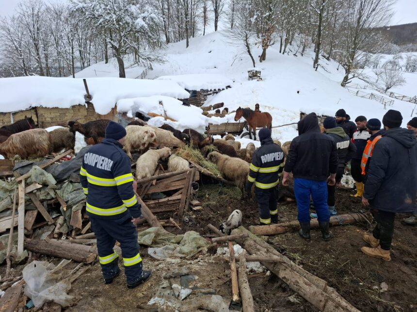 buzau saivan prabusit peste animale din cauza nametilor mai multe animale au murit 6995d71b073ff