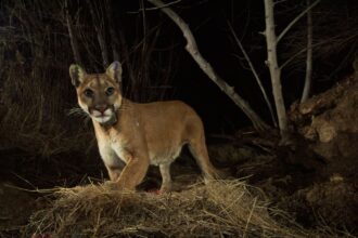 californias mountain lion population now protected by states endangered species act 698f5d853c6c0