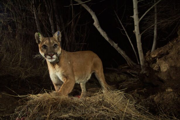 californias mountain lion population now protected by states endangered species act 698f5d853c6c0