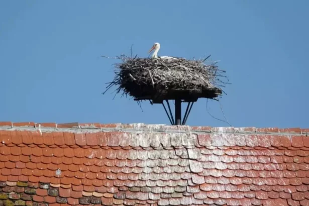 cuibul de barza care a lasat politistii clujeni in frig urmeaza sa fie relocat 69956ea28ab19