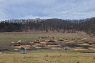 dosar penal deschis dupa ce 214 animale au fost gasite moarte intr o ferma din judetul cluj 6998b6bda7a85