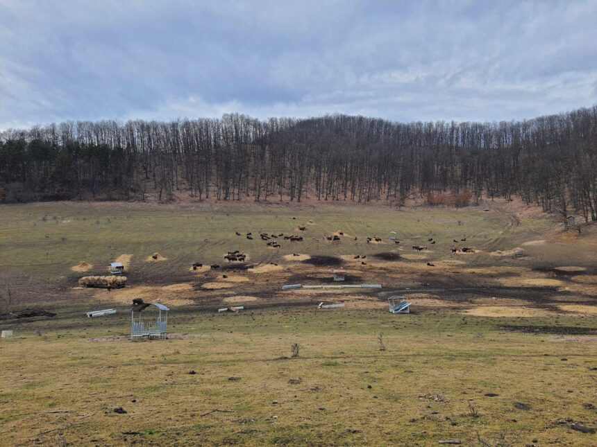 dosar penal deschis dupa ce 214 animale au fost gasite moarte intr o ferma din judetul cluj 6998b6bda7a85