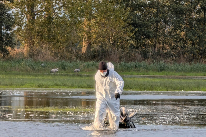 focar de gripa aviara depistat intr o comuna din judetul cluj ce masuri trebuie sa respecte populatia 699eddb41d9b2