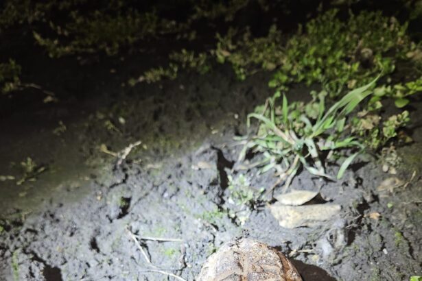 grenada descoperita in apropierea garii din orasul galati 699193e8d5ef7