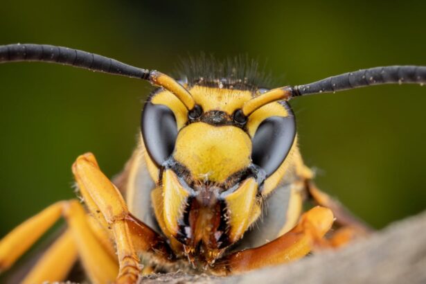 how polling about insects can help us understand the us midterms 69960ece84332