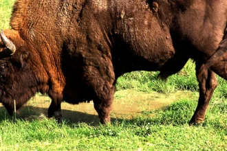 inca 3 cadavre de animale descoperite la ferma din cluj peste 200 de bizoni cerbi si mufloni morti 699caedb89970