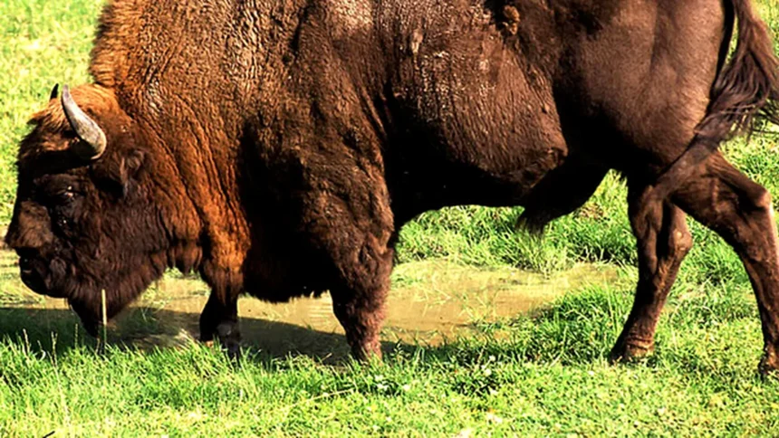 inca 3 cadavre de animale descoperite la ferma din cluj peste 200 de bizoni cerbi si mufloni morti 699caedb89970