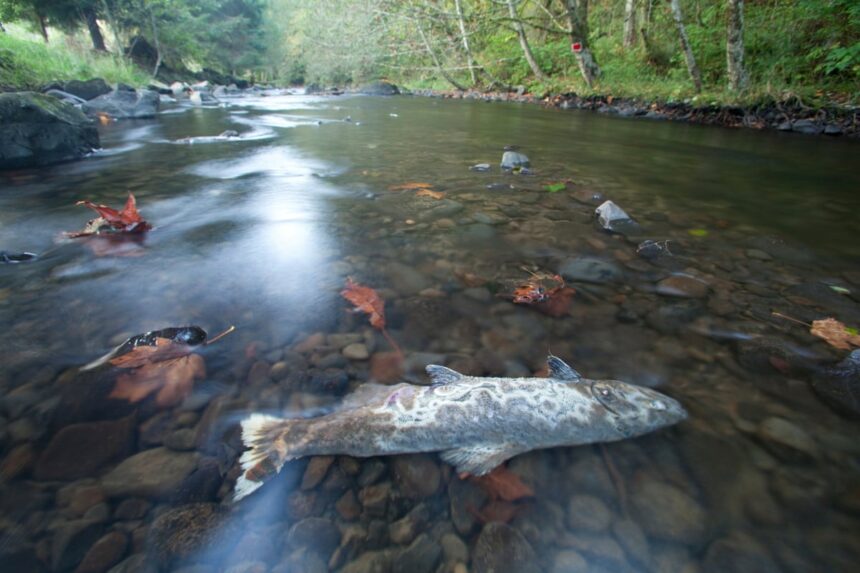 judge sides with salmon against trump administration in hydropower ruling 69a0cc03e947d