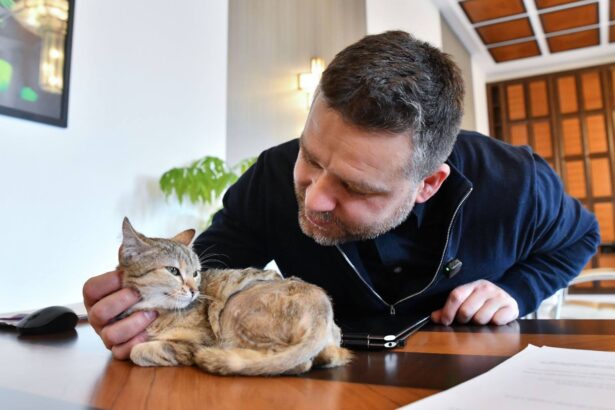 primaria capitalei are o angajata noua pisicuta cathy noua secretara a primarului ciucu 698dcd0dc2e40