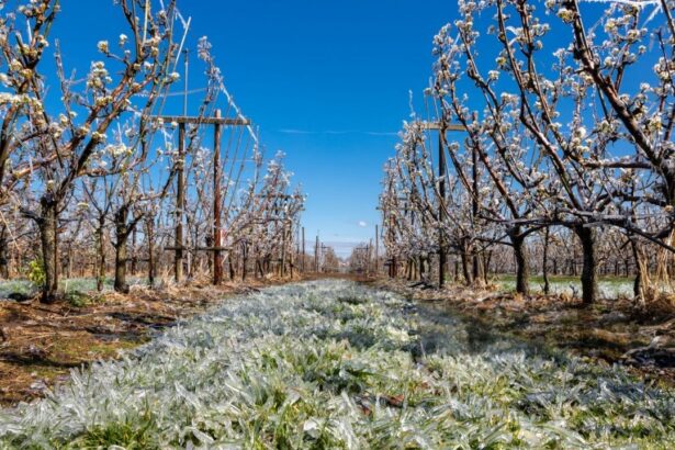 sprijin de urgenta pomicultorilor afectati de inghetul tarziu granturi de pana la 2 000 euro ha 69849e3a0c7c6