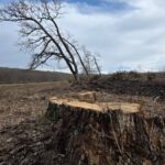 taieri ilegale de arbori intr o arie protejata din brasov amenzi de 30 000 de lei si dosar penal 698ad38f29858