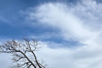 taieri ilegale de arbori intr o arie protejata din brasov amenzi de 30 000 de lei si dosar penal 698ad38f29858