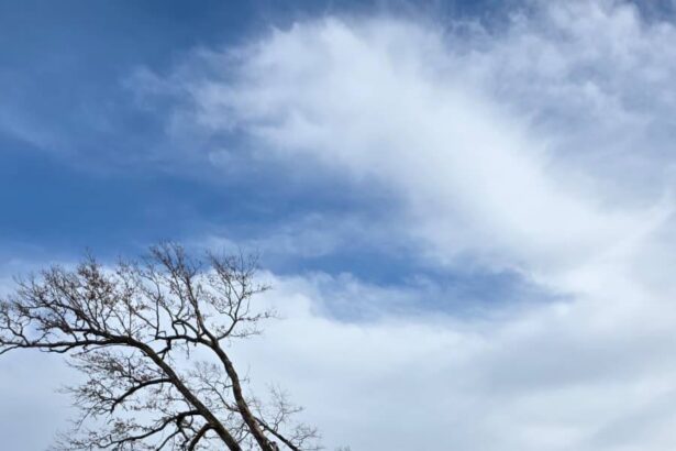 taieri ilegale de arbori intr o arie protejata din brasov amenzi de 30 000 de lei si dosar penal 698ad38f29858