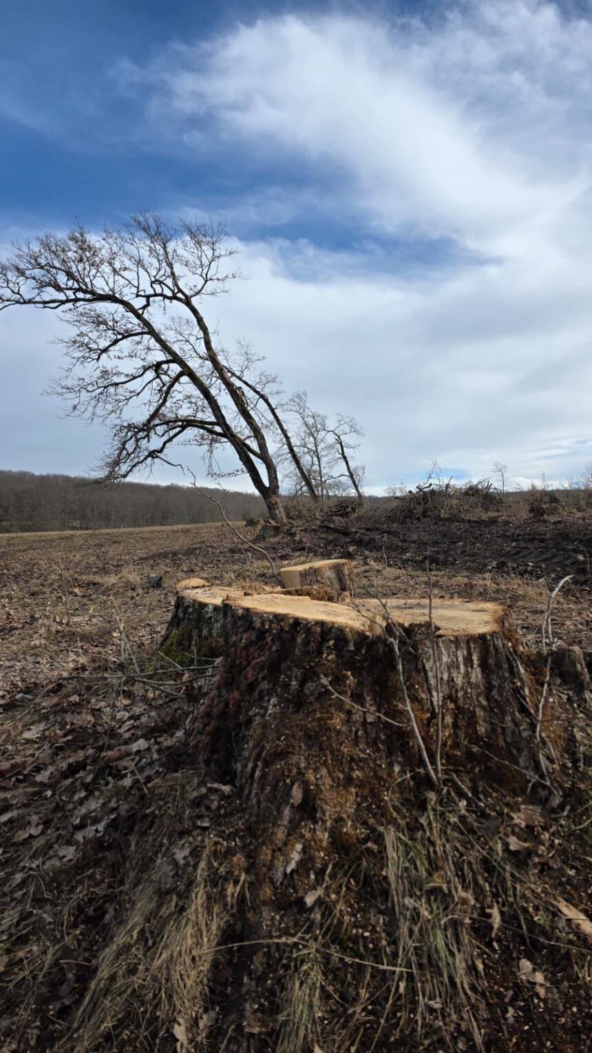 taieri ilegale de arbori intr o arie protejata din brasov amenzi de 30 000 de lei si dosar penal 698ad38f29858