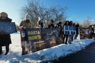 un deputat propune infiintarea unei comisii parlamentare de ancheta privind centrele de exterminare a animalelor 699c04d26269a