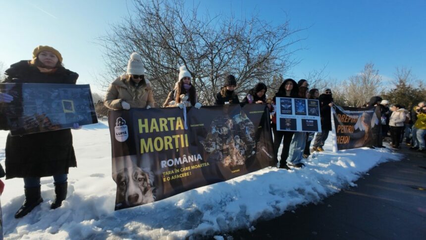 un deputat propune infiintarea unei comisii parlamentare de ancheta privind centrele de exterminare a animalelor 699c04d26269a