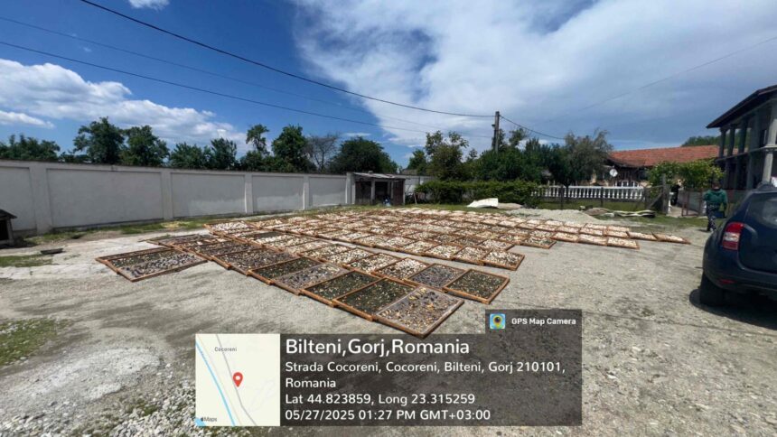 afaceri de 13 milioane de lei prin exploatarea ilegala a 64 de tone de trufe 69b1b307a1f62