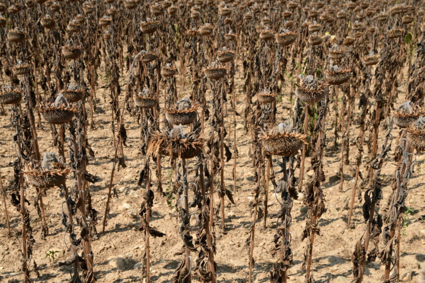 cei mai calzi 11 ani din istorie confirmati oficial ce urmeaza pentru planeta care nu mai poate raci 69c0f83752d1f