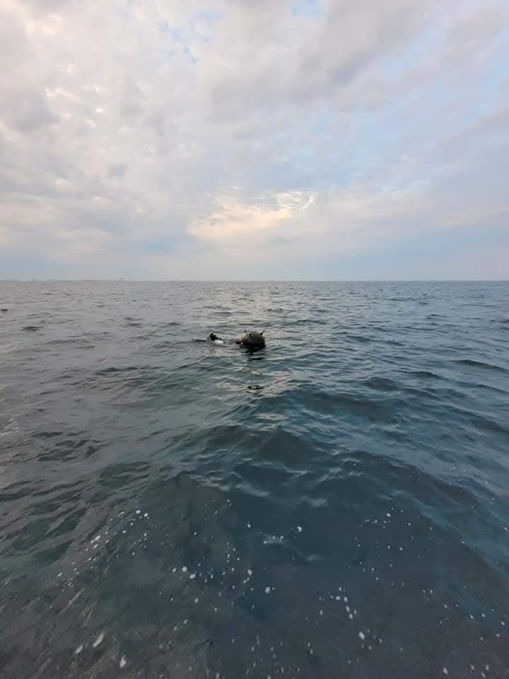 contre intre mapn si ambasada rusiei pe tema minelor in deriva din marea neagra 69c6316c4ac50