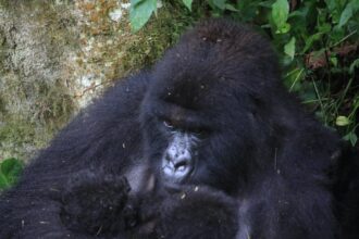 extraordinary event for mountain gorillas as new twins born in drc 69c3533226157