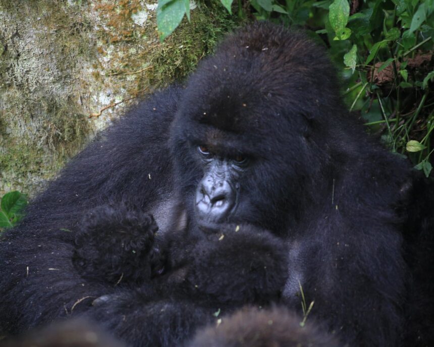 extraordinary event for mountain gorillas as new twins born in drc 69c3533226157