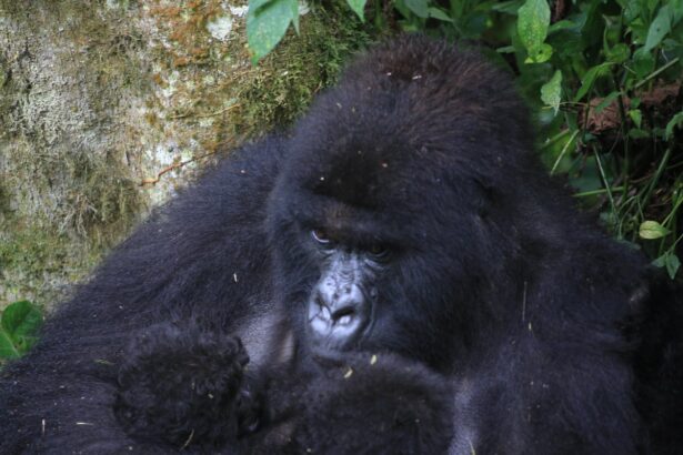 extraordinary event for mountain gorillas as new twins born in drc 69c35337ad0bb