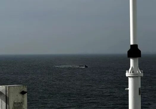 fortele navale romane intervin pentru cautarea persoanelor disparute in tragedia de la midia 69bac0d3a274b