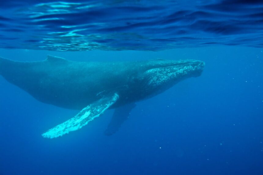 oldest known whale song recording provides new insight into ocean sounds 69b802dc891f1