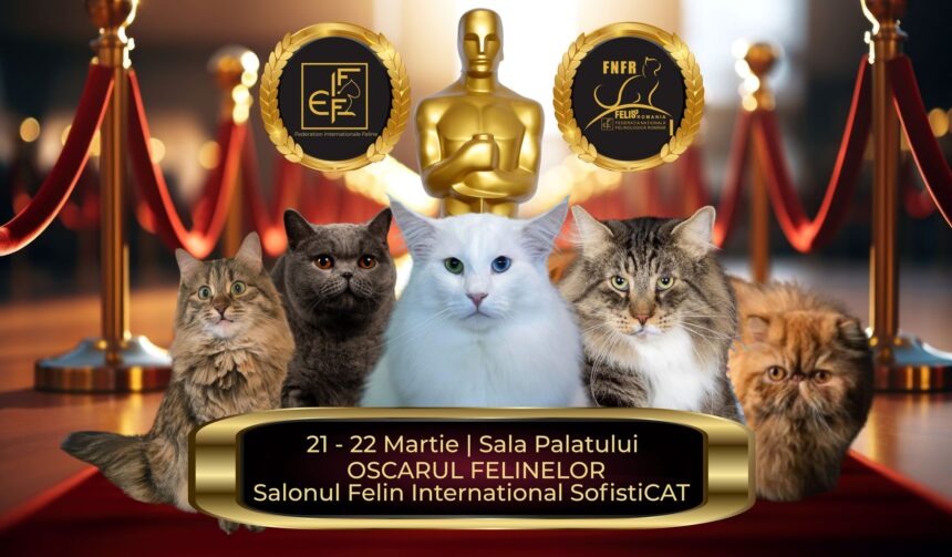 oscarurile lumii feline se decerneaza in acest weekend la bucuresti campioni din toata europa vin la salonul sofisticat 69b985ab76c4d