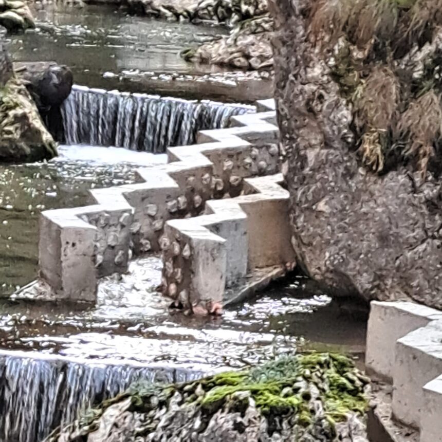 pesti morti in aval de barajul reconstructia din piatra neamt 69a72cd6ec35c