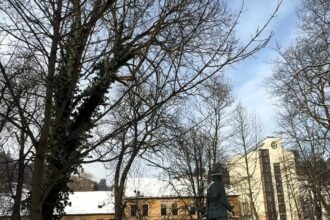 primaria brasov verifica arborii cu tomografii zeci de copaci prezinta risc de cadere 69a8195fe5e4f