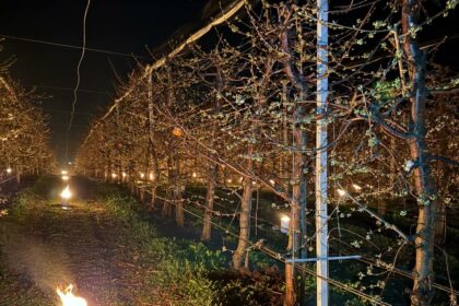 40 000 de euro arsi intr o noapte ca sa salveze ciresii de inghet 69d929a8a2185