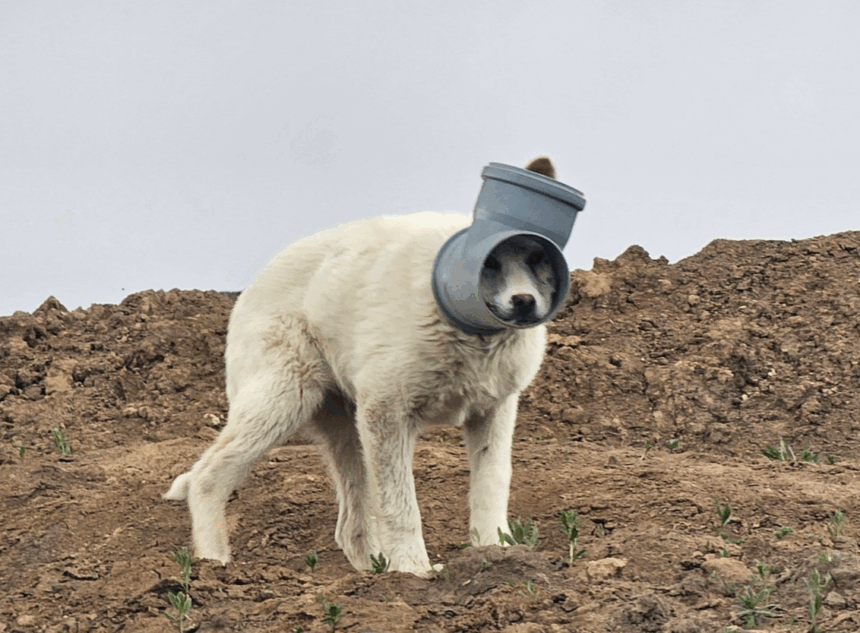 caine cu capul blocat intr o teava de zile intregi in ilfov apel urgent al protectiei animalelor 69d7ed42c8206