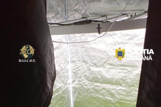 canabis cultivat si prelucrat in laborator in bucuresti si 4 judete intervin mascatii 69e8ae564f2e9