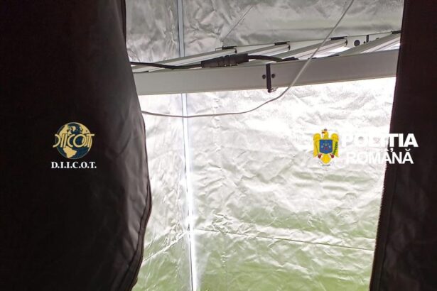 canabis cultivat si prelucrat in laborator in bucuresti si 4 judete intervin mascatii 69e8ae564f2e9