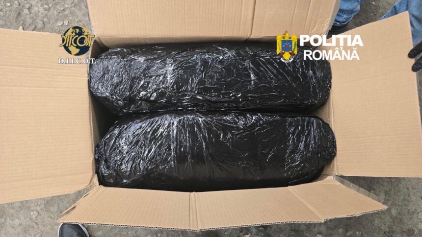 captura la targu mures doi barbati arestati dupa ce au adus peste 13 kilograme de canabis din spania 69e2286ce2675