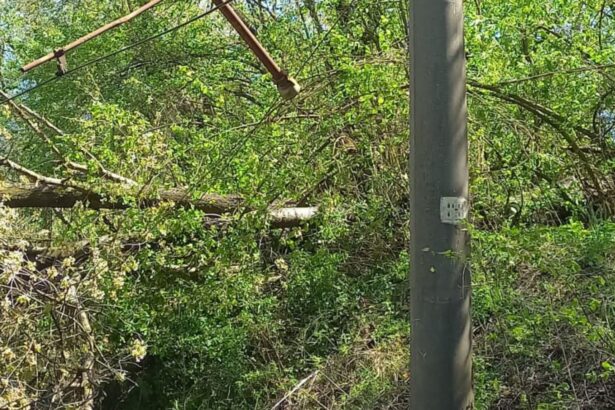cfr circulatia trenurilor oprita temporar pe doua trasee din tara din cauza copacilor cazuti 69ee16461c511