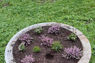 florile din parcul chismigiu pazite de politisti locali sute de flori furate in cateva zile 69d0d4b582235
