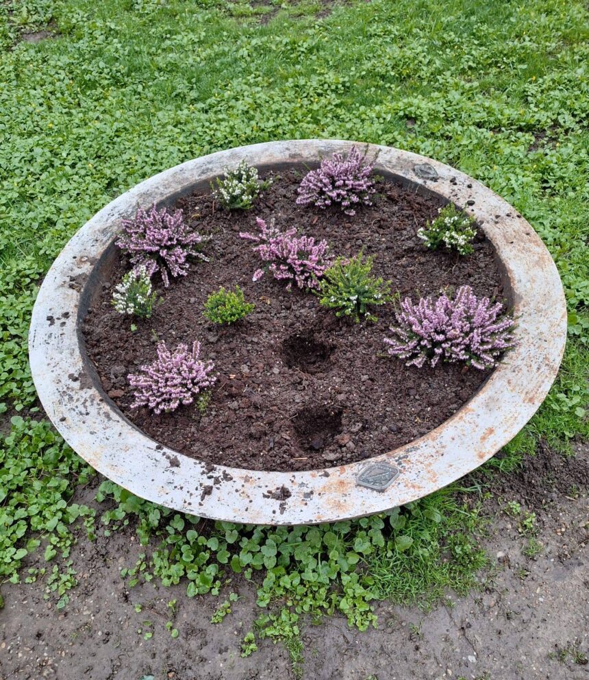 florile din parcul chismigiu pazite de politisti locali sute de flori furate in cateva zile 69d0d4b582235