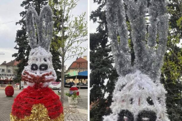 iepurasi horror amplasati in centrul municipiului baia mare aprind spiritele printre localnici te doare mintea cum arata 69d900e73a5c5
