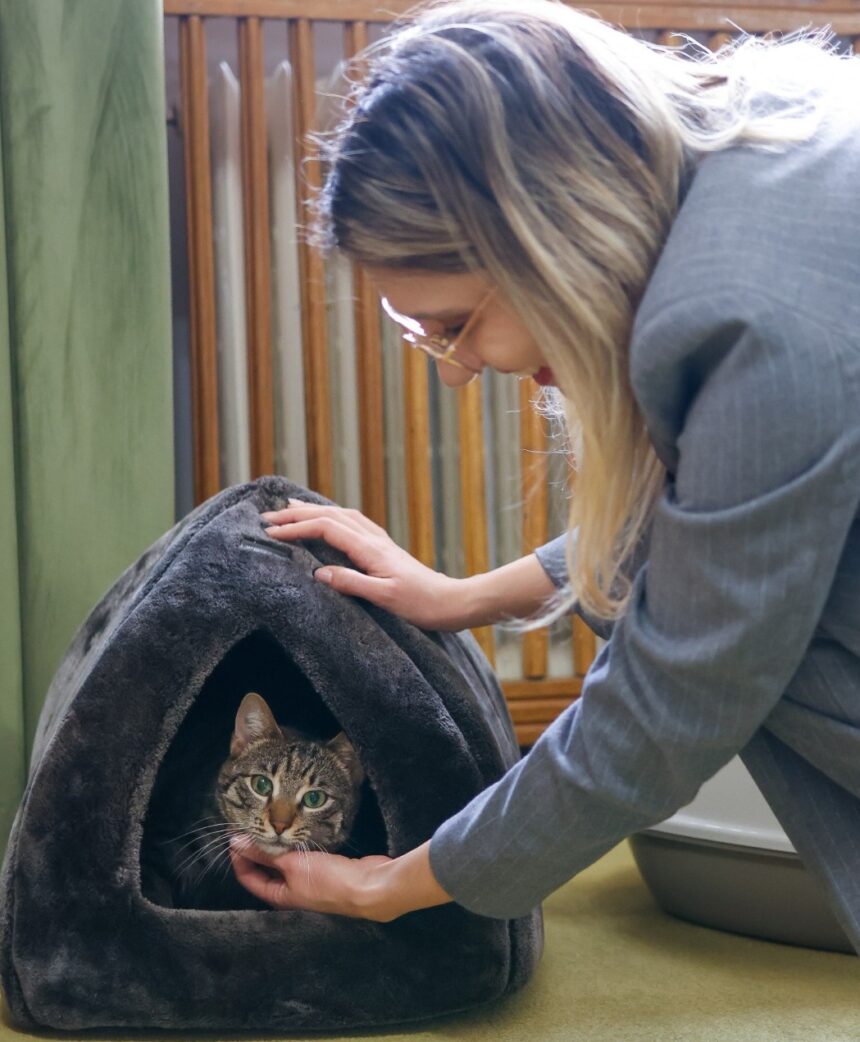 pisica grav abuzata adoptata de ministerul mediului acest gest este despre responsabilitate dar si despre puterea exemplului leia vine cu o poveste grea 69cd28e6950b4