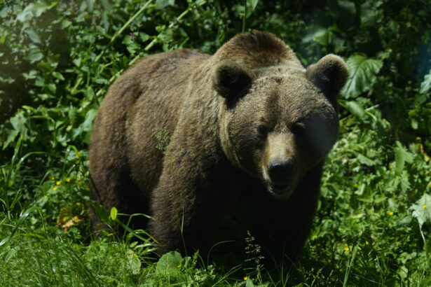 un urs a fost semnalat intr o localitate din maramures autoritatile au emis mesaj ro alert 69ec545a0e236