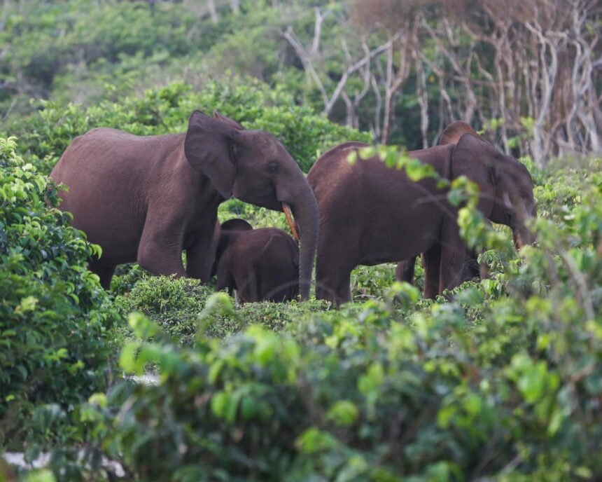 us millionaire big game hunter dies after being crushed by elephants 69ec84a8852f5